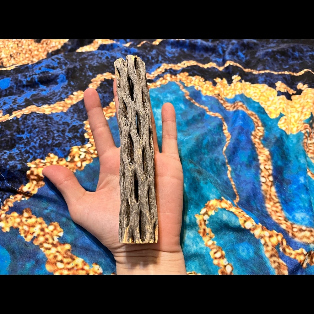 6 inch Cholla Wood